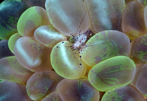 North Sulawesi-2018-DSC04699_rc- Bubble coral shrimp - Crevette du corail-bulle ou de vir - Vir Philippinensis